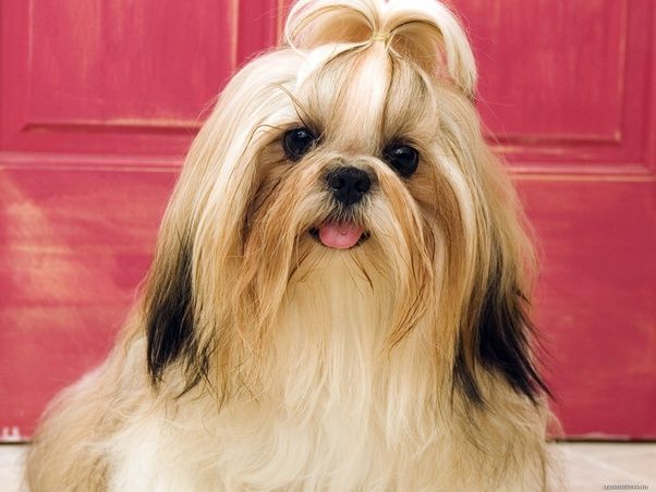 Soluções caseiras para hidratar o pelo do shih tzu