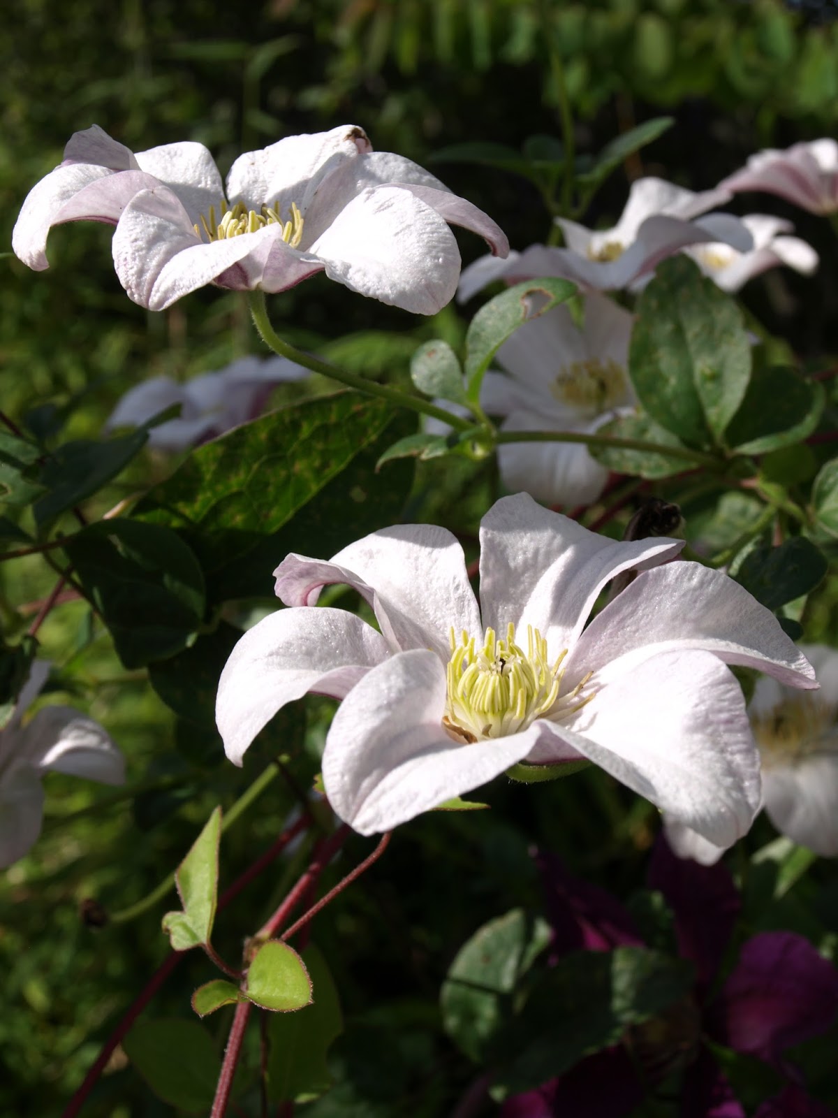 Trädgård i torslanda: clematis huldine