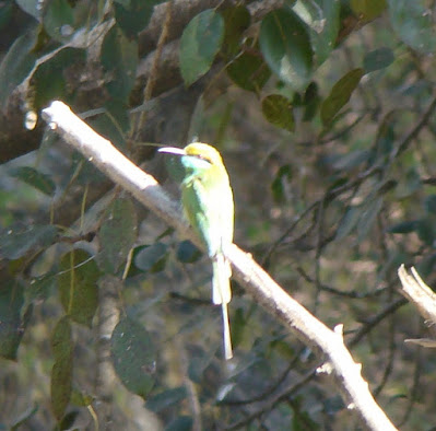 "Green Bee-eater - Merops orientalis,sitting on a branch."