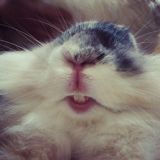 [Image: Happy+bunny.jpg]