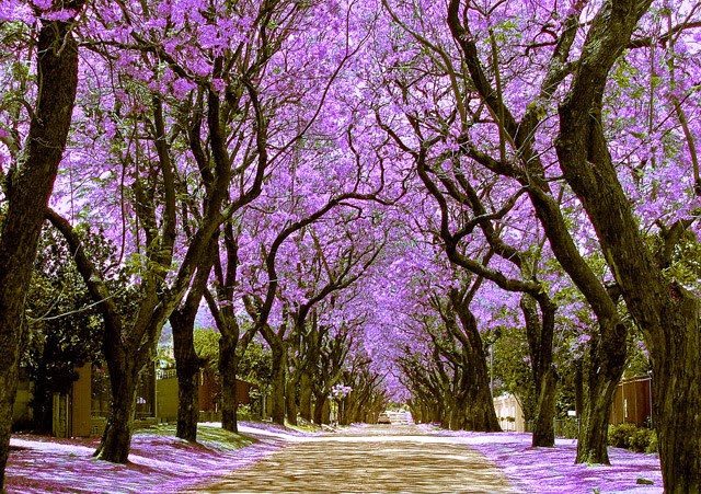 http://4.bp.blogspot.com/-_gR3GlDlDPA/UqIt4rpAboI/AAAAAAAAsi8/nW3qQKOznxw/s320/Jacaranda+Flowers+Street3.jpg