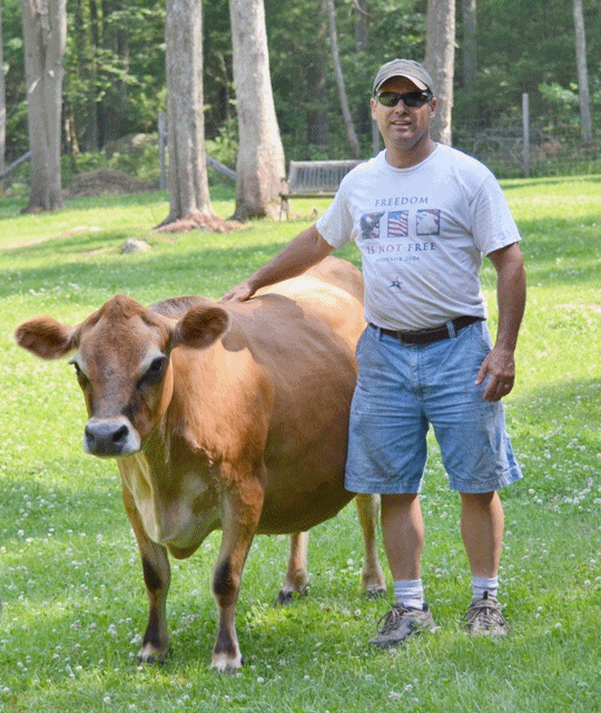 mini jersey cattle