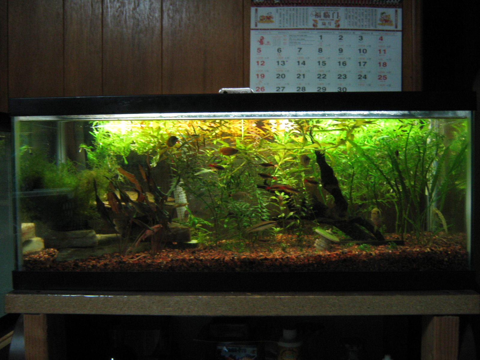 Ecco's Aquarium Blog New 40 Breeder Planted Tank