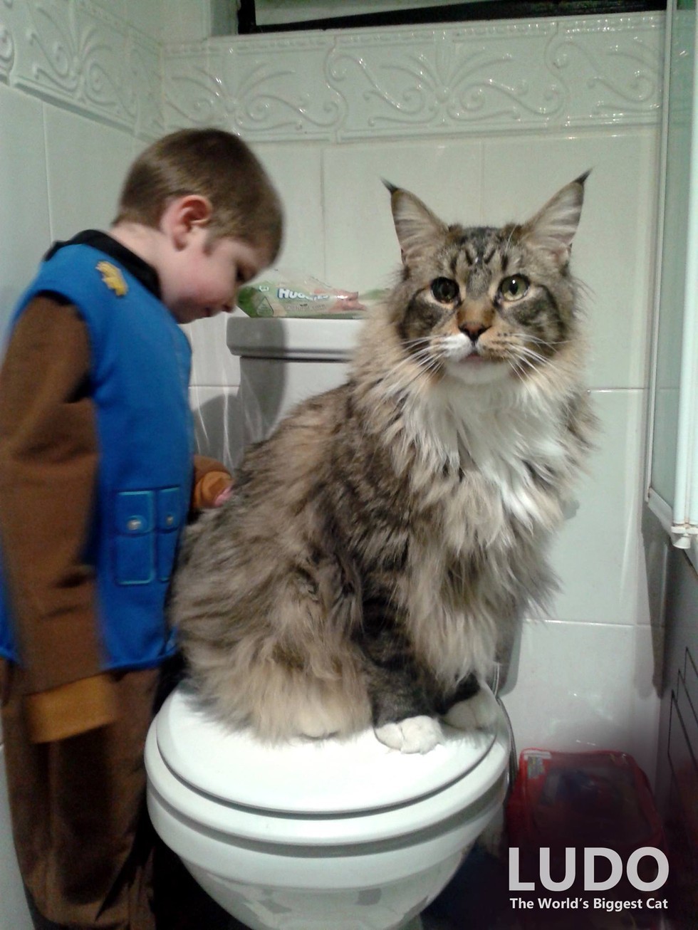 World's Biggest Maine Coon Watches Over His Tiny Brother ... World's Biggest Maine Coon Watches Over His Tiny Brother ...