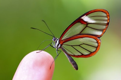 butterfly images photography butterfly images photography