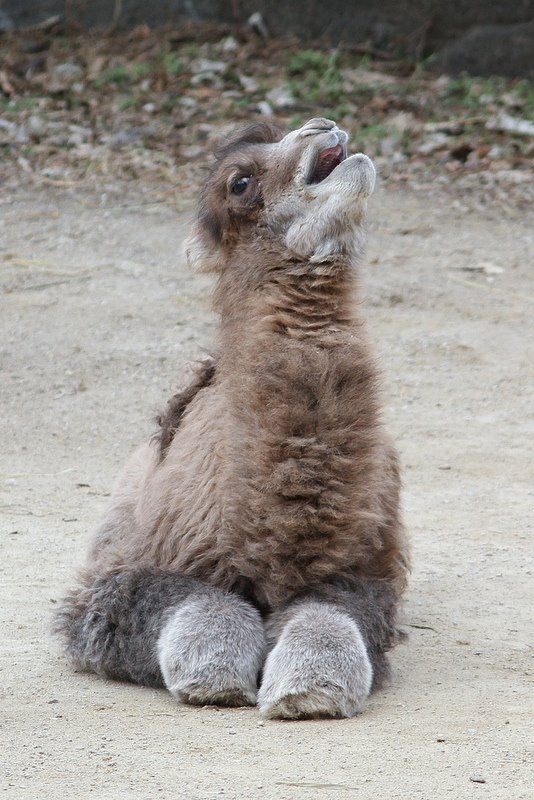 Baby Animals: Camel - Calf 1