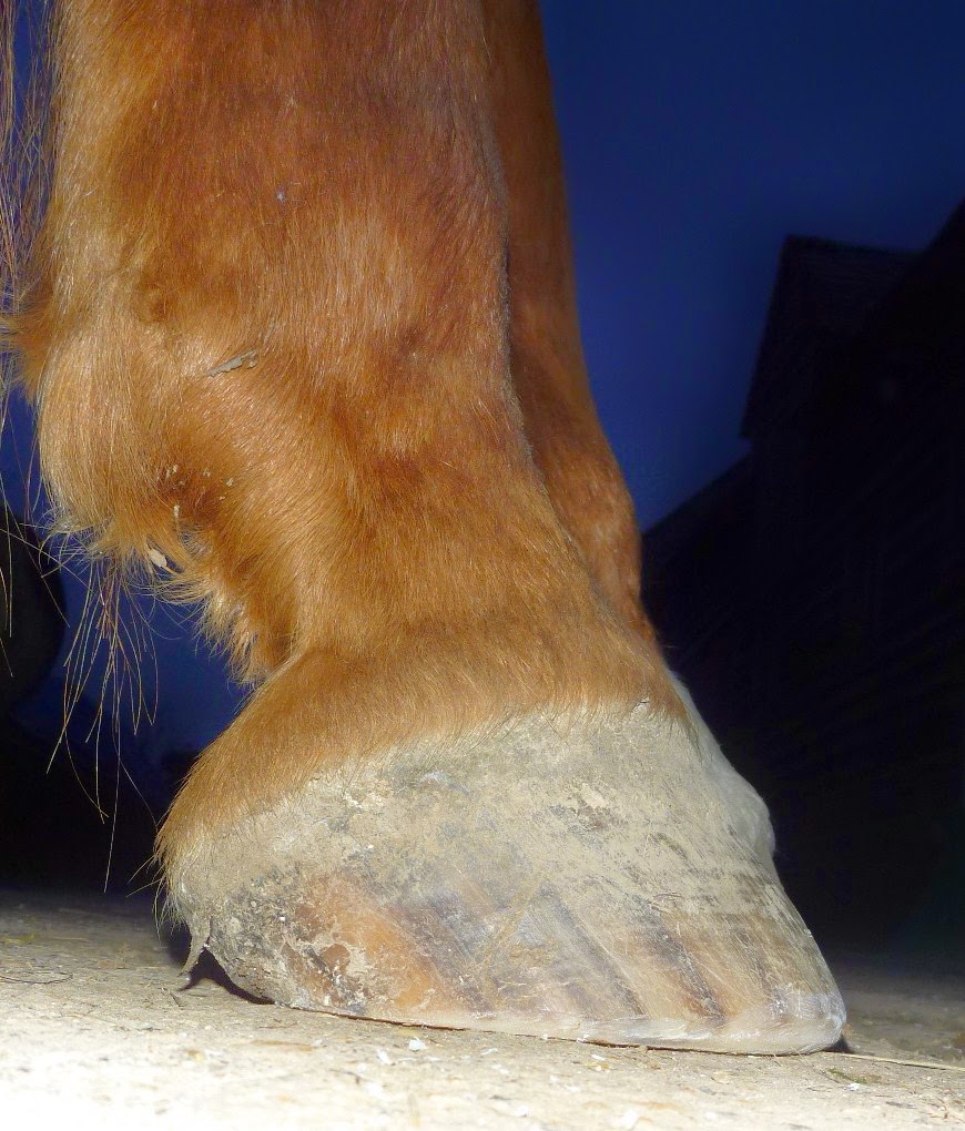 Barefoot Horse Blog Long toes a change in perspective