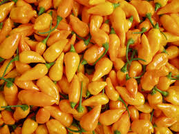 the datil pepper salah satu jenis cabai paling pedas di dunia