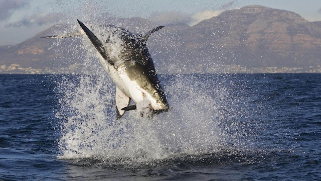 Wallpaper of a attacking great white shark