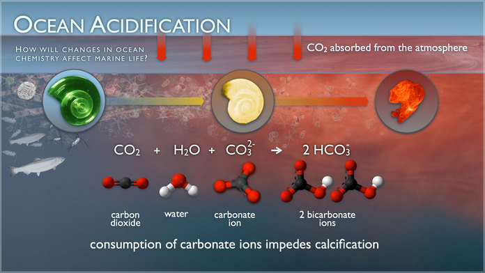 Losing Nemo The Effects Of Ocean Acidification On Clownfish Climate losing-nemo-the-effects-of-ocean-acidification-on-clownfish-climate