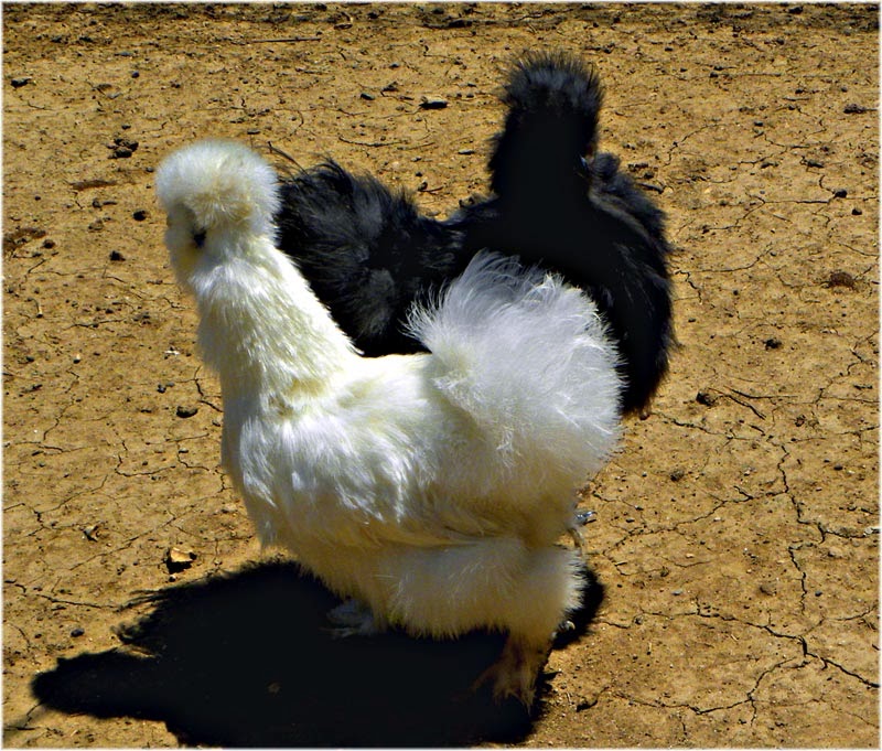 Gallinas del Mundo