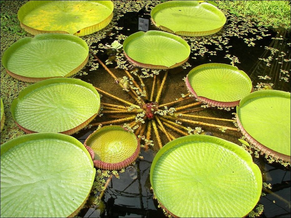 Top World News largest water lily in the world