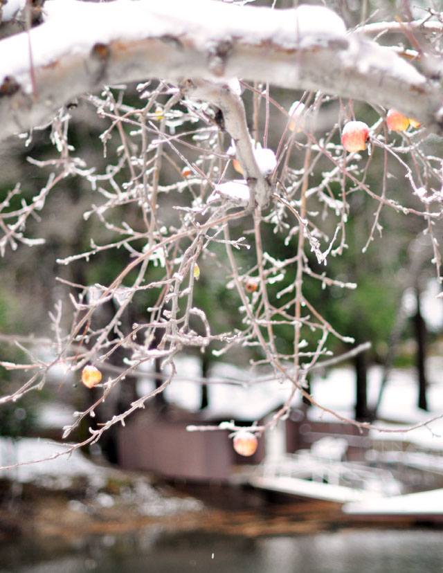 apple trees on the lake