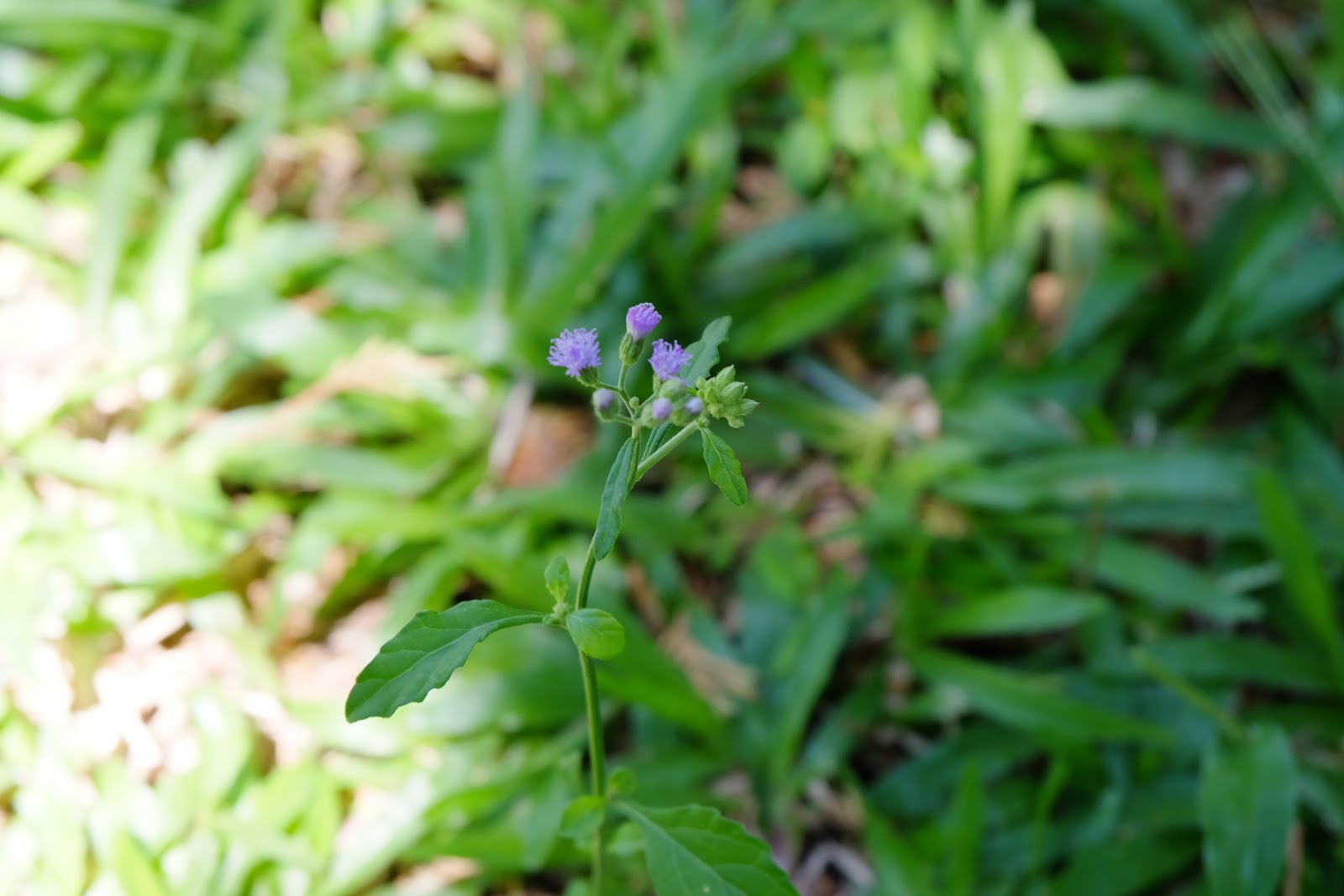 Klasifikasi Cyanthillium cinereum beserta manfaatnya