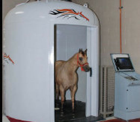 O2.0 hyperbaric oxygen therapy news Veterinary HBOT They Treat