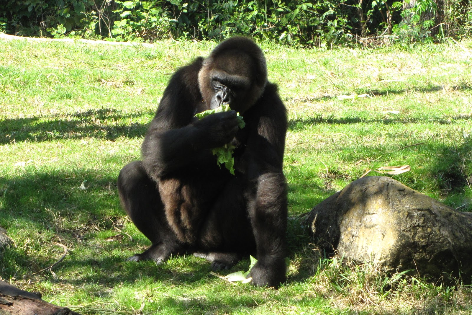 To Behold the Beauty Busch Gardens, Tampa, Florida