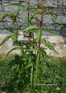 rose lavanda dittamo frassinella tarassaco erbe officinali sali aromatici confetture tisane ghirlande oleoliti dell'appennino bolognese e modenese