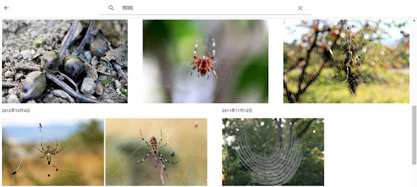 Googleフォトで「蜘蛛」を検索