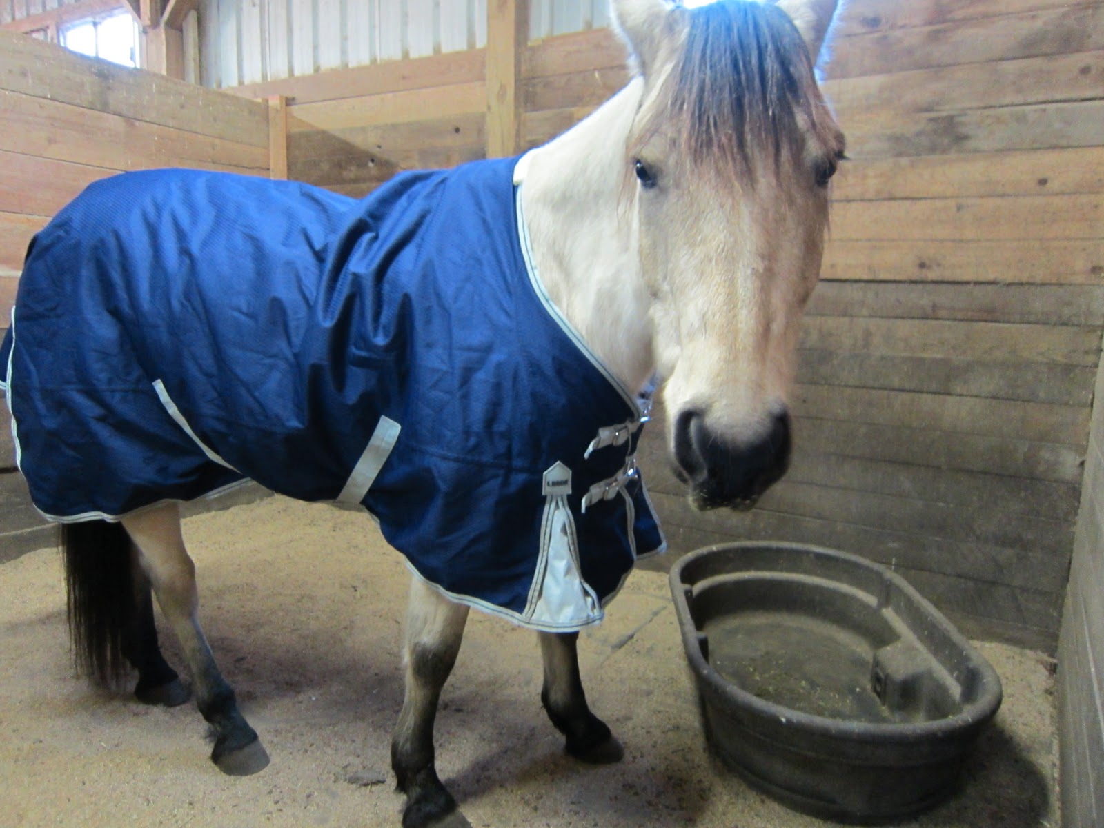 Weather Beta Horse Blanket for Ultimate Horse Comfort