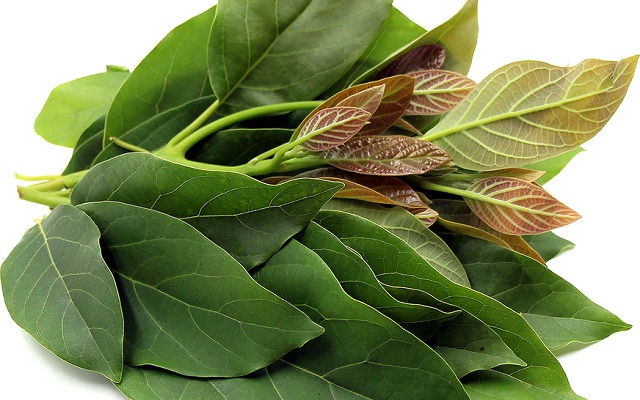 10 Manfaat Daun Alpukat untuk Mengobati Penyakit yang Mengejutkan 10 Manfaat Daun Alpukat untuk Mengobati Penyakit yang Mengejutkan