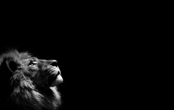 Lion Black And White Wallpaper background HD