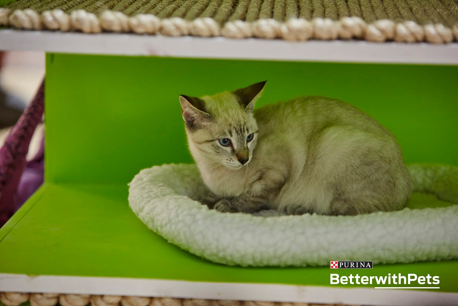 Beverages That Cats Like Beverages That Cats Like