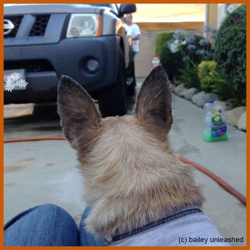 bailey unleashed car wash day