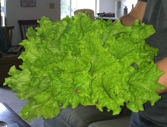 So much lettuce
