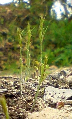 Asparagus seedlings