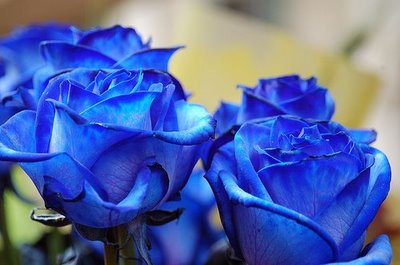 Resultado de imagem para imagens de flores azuis