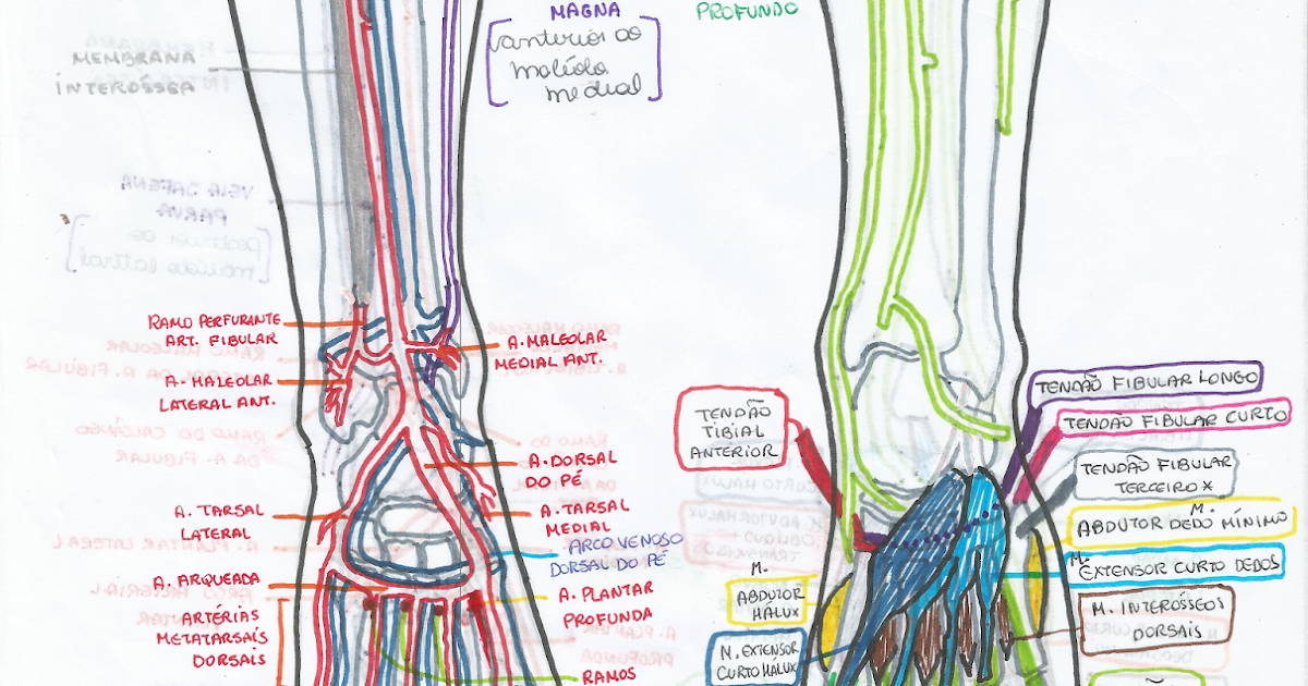 Rabiscos Infundados Inervação e Vascularização da