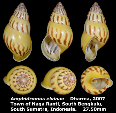 Amphidromus elvinae 27.50mm