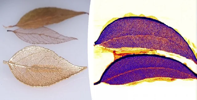 Scientists Discover Gold Literally Growing on Trees in the Outback