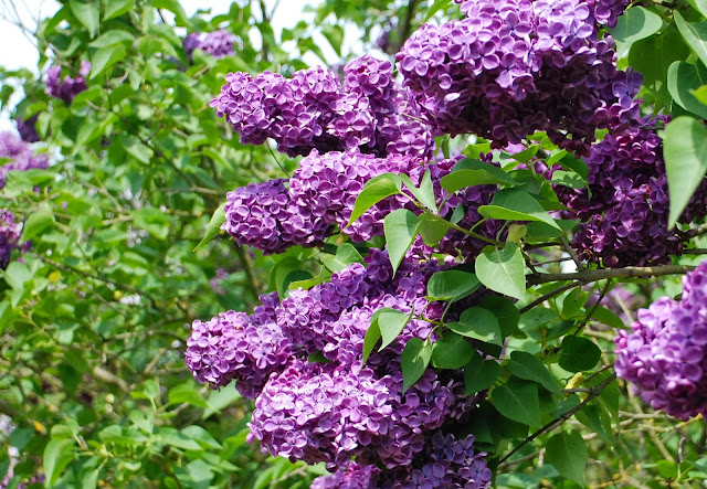 Arboretum w Kórniku, zielona metamorfoza, Lilak 'Prodige'