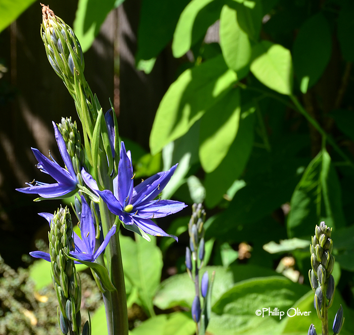 Open Gardens Bostwick garden