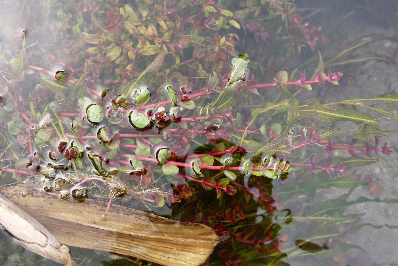 Aquatic plant supply from Indonesia "House of araceae" Aquatic plant