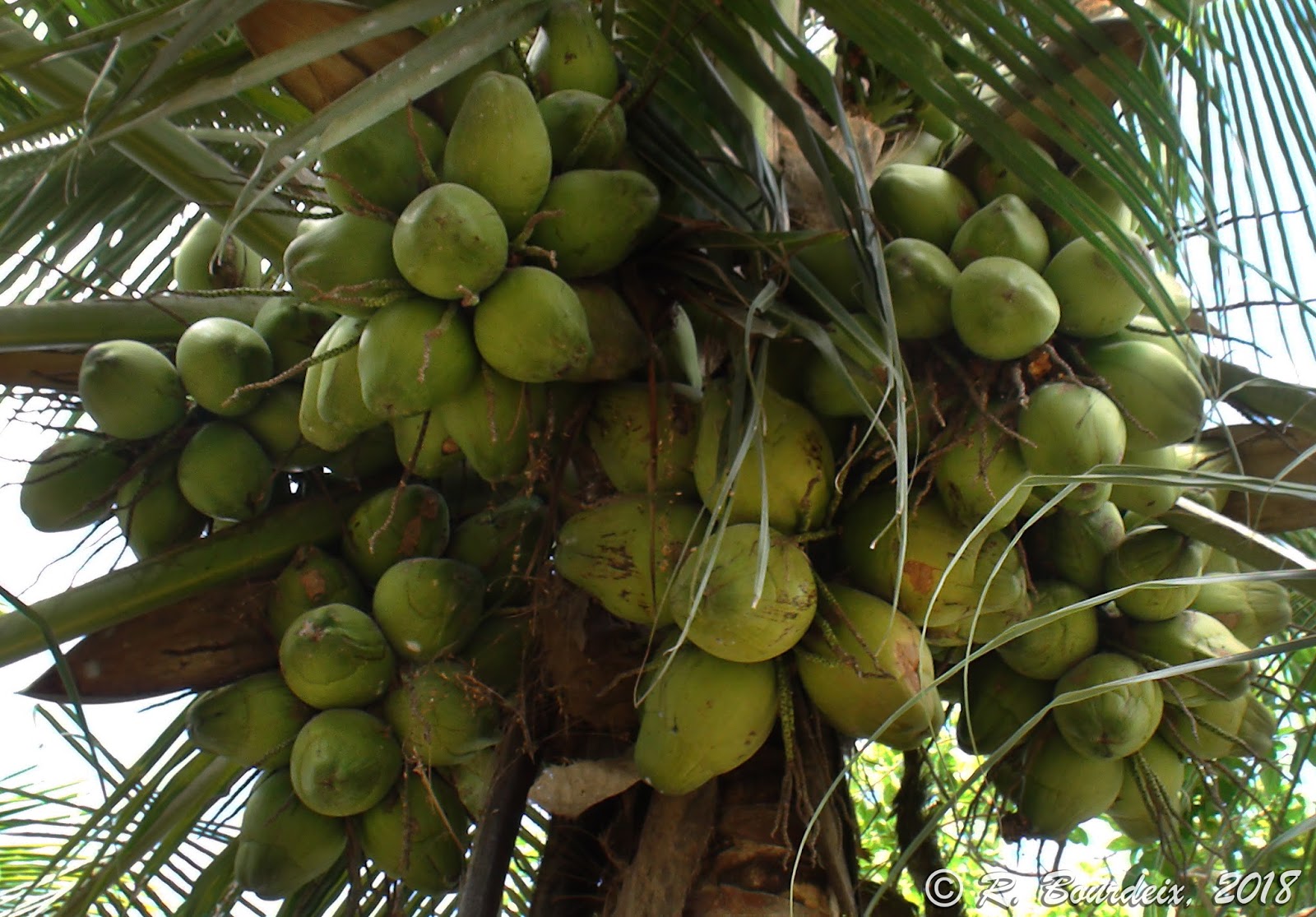 Coconut planting material for the Pacific region: The Kiribati Green Dwarf