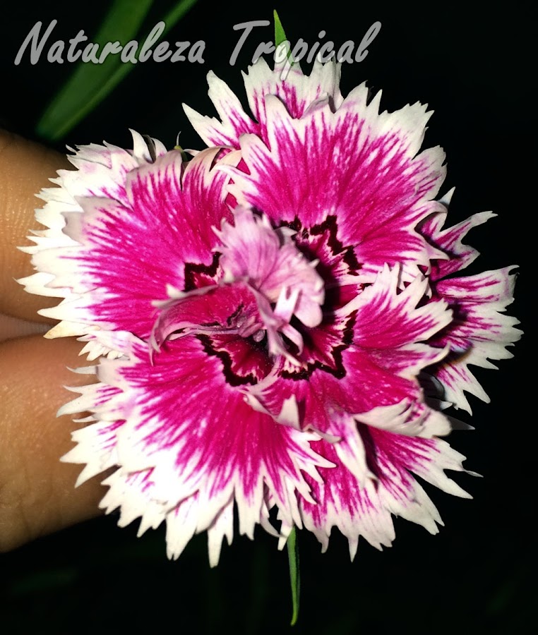 Otra variedad de la flor de la Clavelina o Clavel Chino, Dianthus chinensis