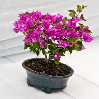Cara Mudah Membuat Bonsai Bunga Kertas Atau Bugenvil Cara Mudah Membuat Bonsai Bunga Kertas Atau Bugenvil