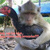 Kumpulan Gambar dan Koleksi Foto lucu Keren Ayam Terbaru