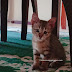 Petua cara hilang kurap pada kucing