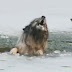 Les voisins entendent un chien crier dans l’eau glacée : leur initiative est surprenante …