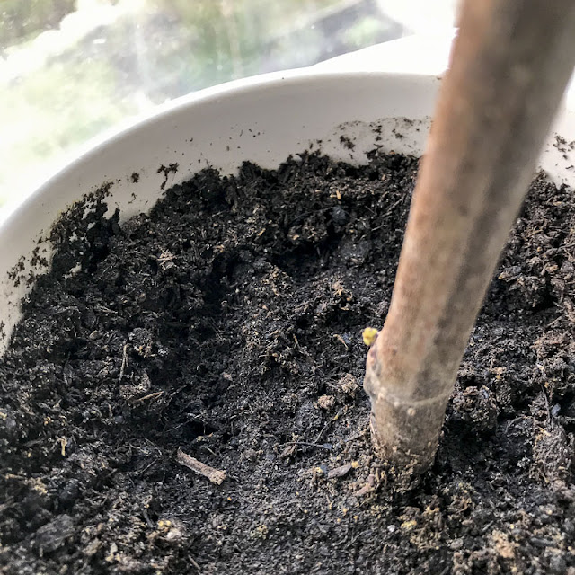 fikonträd, figtree fikonträd, figtree