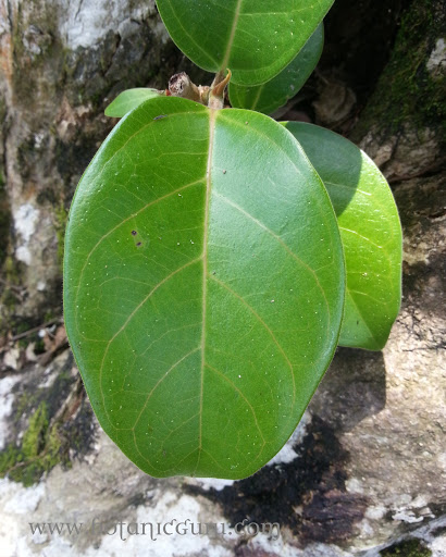 Angsana leaves