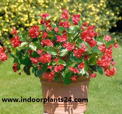 wax begonia pictures wax begonia pictures