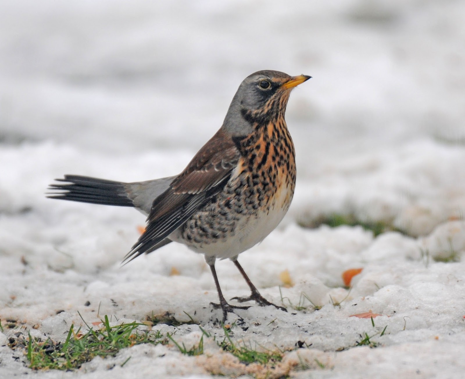 Bill's Birding Don't Mess With a Fieldfare