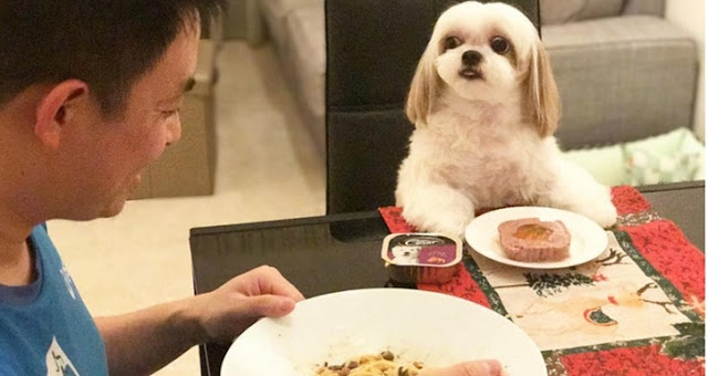 11 fatos que só quem tem shih tzu em casa vai entender!