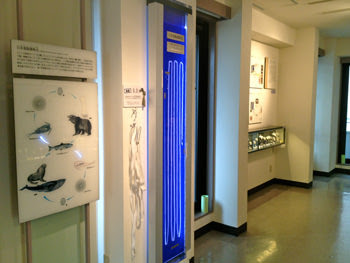 目黒寄生虫博物館
