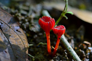red fungus in Puriscal