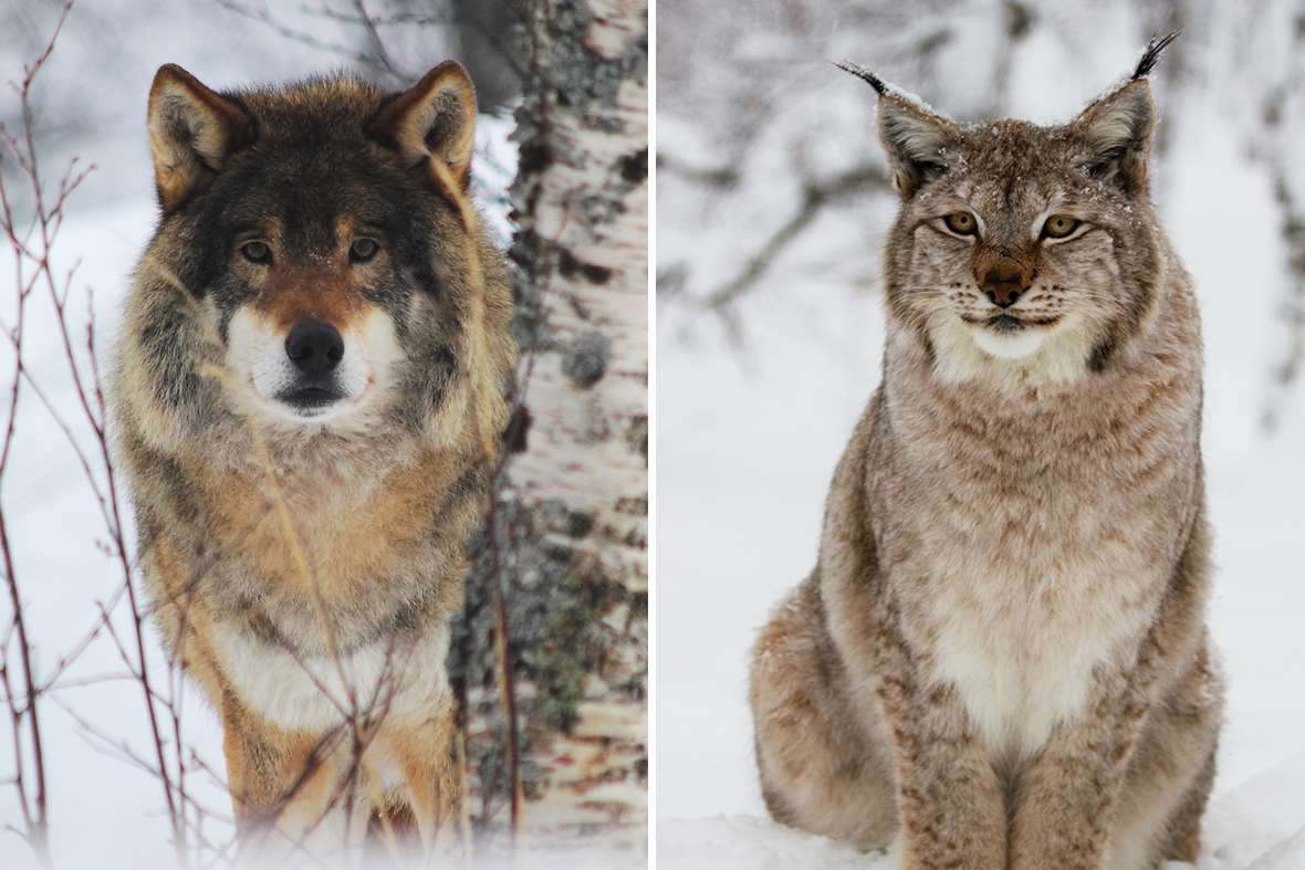 Wolves vs Wolves vs